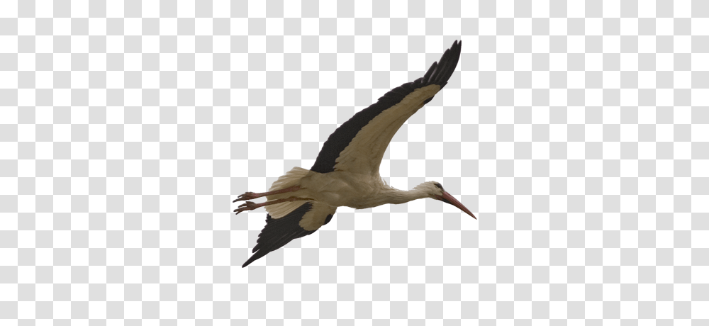 Stork, Animals, Bird, Waterfowl, Crane Bird Transparent Png