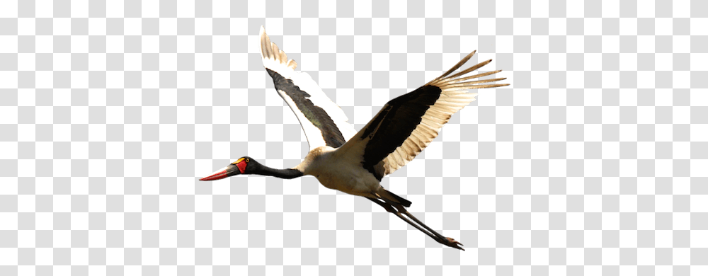 Stork, Animals, Bird, Waterfowl, Flying Transparent Png