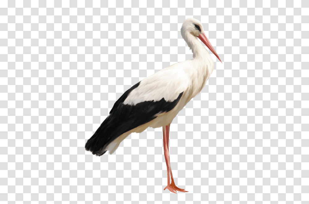 Stork, Animals, Bird, Waterfowl, Pelican Transparent Png