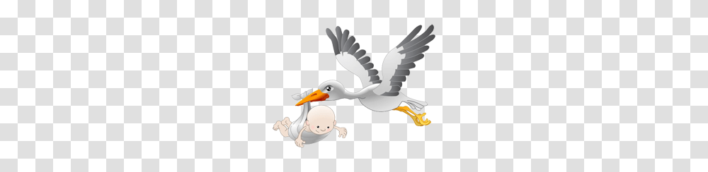 Stork, Animals, Waterfowl, Bird, Beak Transparent Png