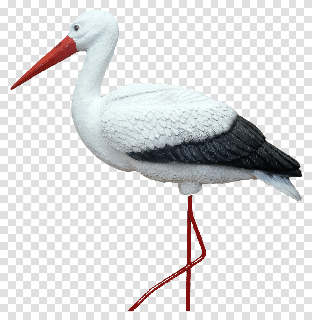 Stork, Bird, Animal, Pelican, Crane Bird Transparent Png