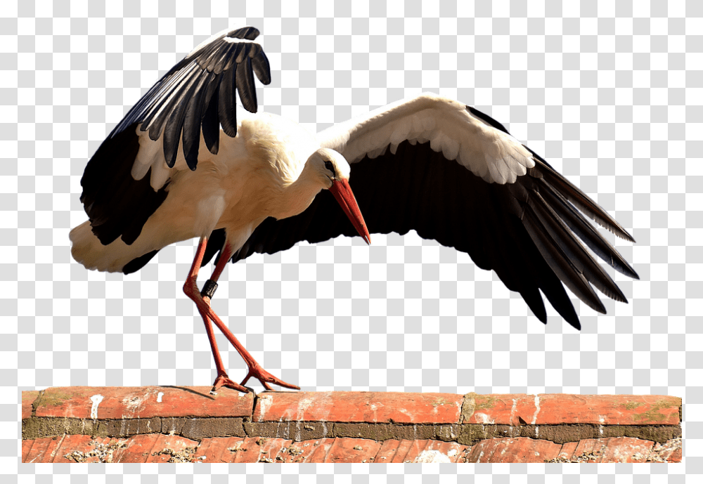 Stork Bird Flying Plumage Nature Animal World Ptica Muzika, Crane Bird, Pelican Transparent Png