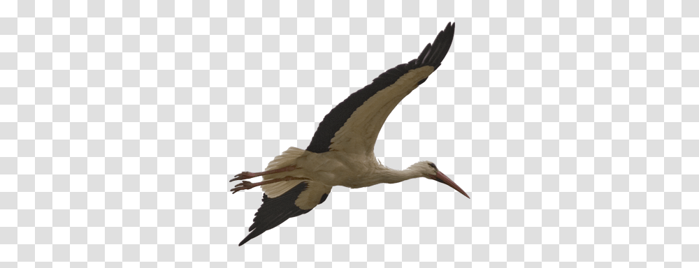 Stork Bird Image Free Stork Bird, Animal, Waterfowl, Crane Bird, Flying Transparent Png