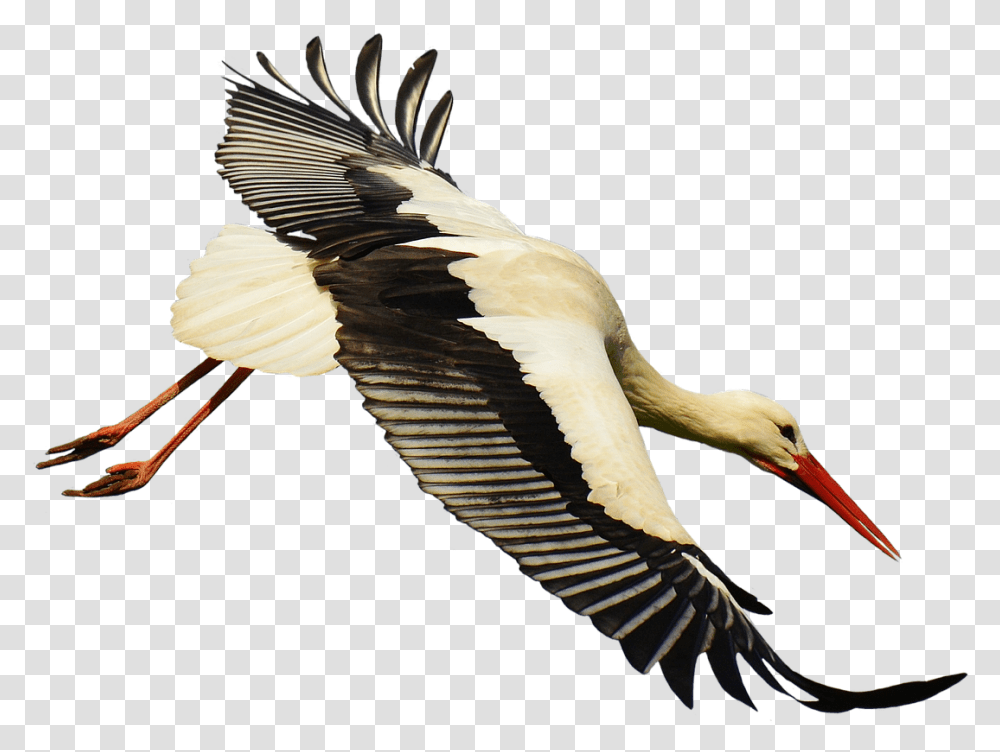 Stork Download Image Stork Transparant, Bird, Animal, Vulture, Condor Transparent Png