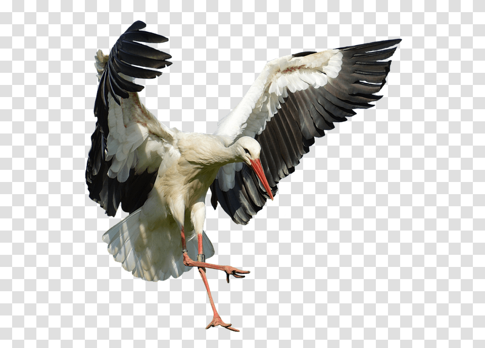 Stork Elegant Feather Fly Stork, Bird, Animal, Vulture, Crane Bird Transparent Png
