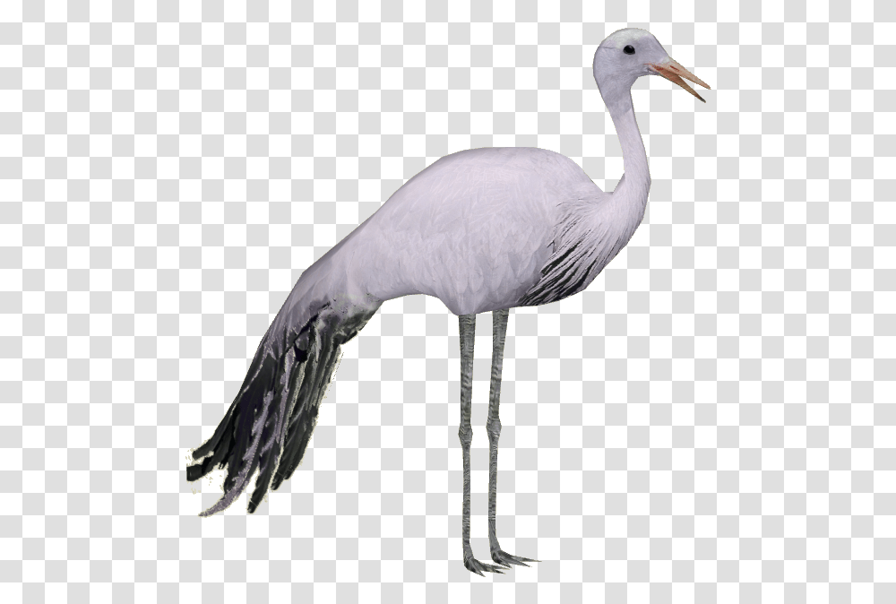 Stork Hd Hdpng Images Pluspng Crane Bird Hd, Animal, Waterfowl Transparent Png
