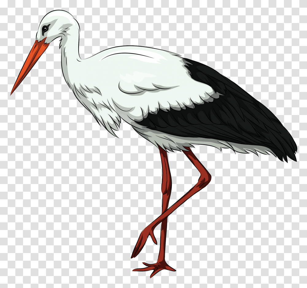 Stork Hd Photo, Bird, Animal, Crane Bird, Pelican Transparent Png