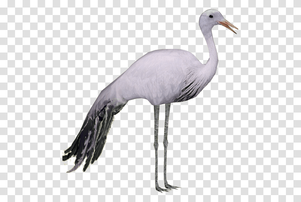 Stork Hd Stork Hd Images, Bird, Animal, Crane Bird, Waterfowl Transparent Png