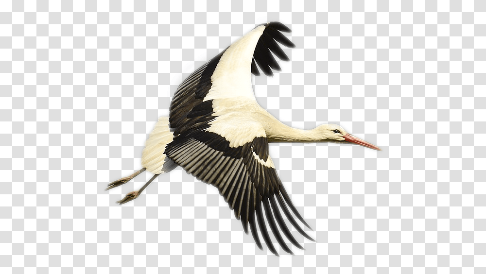 Stork Image Bird Storks, Animal, Waterfowl, Flying, Crane Bird Transparent Png