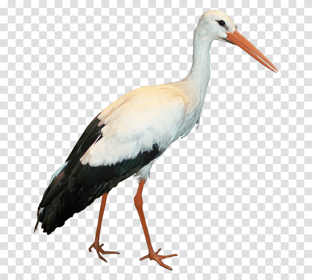 Stork Image Collection Free Stork, Bird, Animal, Crane Bird, Waterfowl Transparent Png
