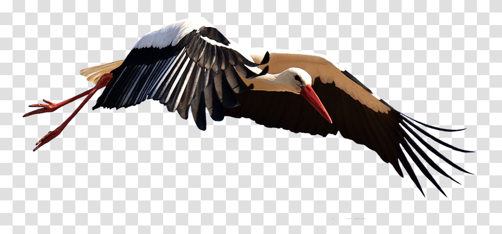 Stork Image File, Bird, Animal, Waterfowl, Flying Transparent Png