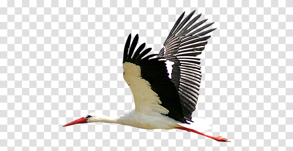 Stork Image Stork, Bird, Animal, Flying, Beak Transparent Png