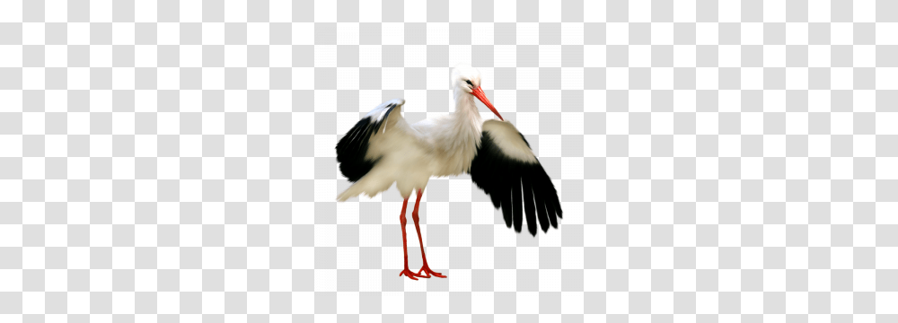 Stork Image Web Icons, Bird, Animal, Waterfowl, Crane Bird Transparent Png
