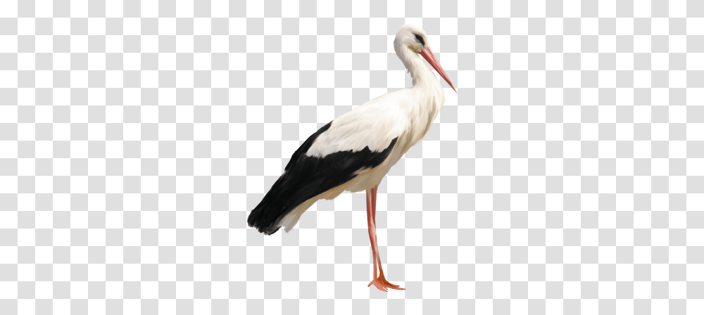Stork Images Stork, Bird, Animal, Pelican, Waterfowl Transparent Png