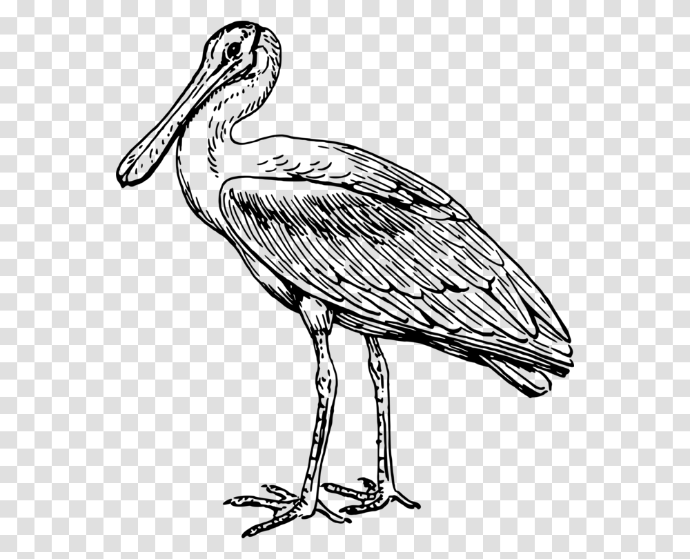 Stork Line Art Drawing Pelecaniformes Spoonbills, Gray, World Of Warcraft Transparent Png