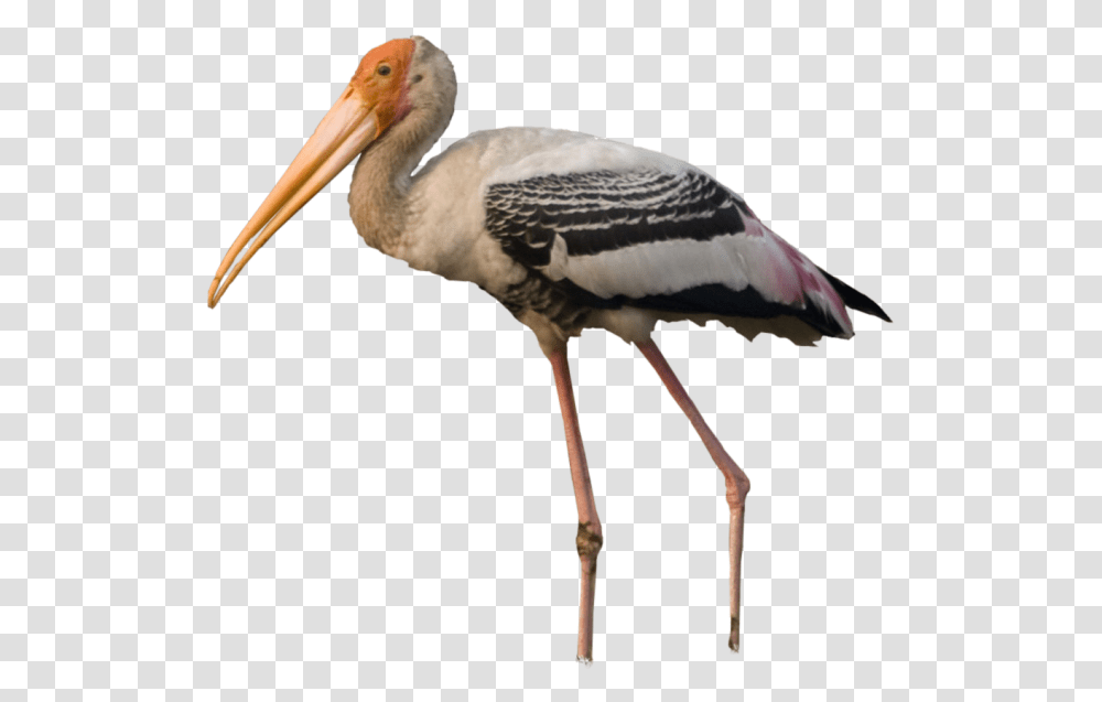 Stork Painted Stork Bird, Animal, Pelican, Beak, Flamingo Transparent Png