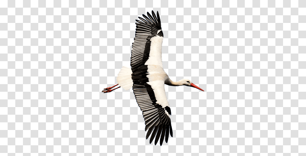 Stork Rattle Stork Nature Isolated White Stork, Bird, Animal, Vulture, Crane Bird Transparent Png
