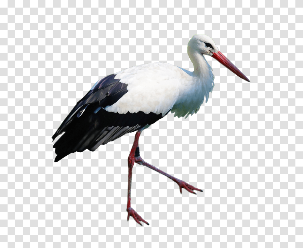 Stork Standing Image, Bird, Animal, Crane Bird, Waterfowl Transparent Png
