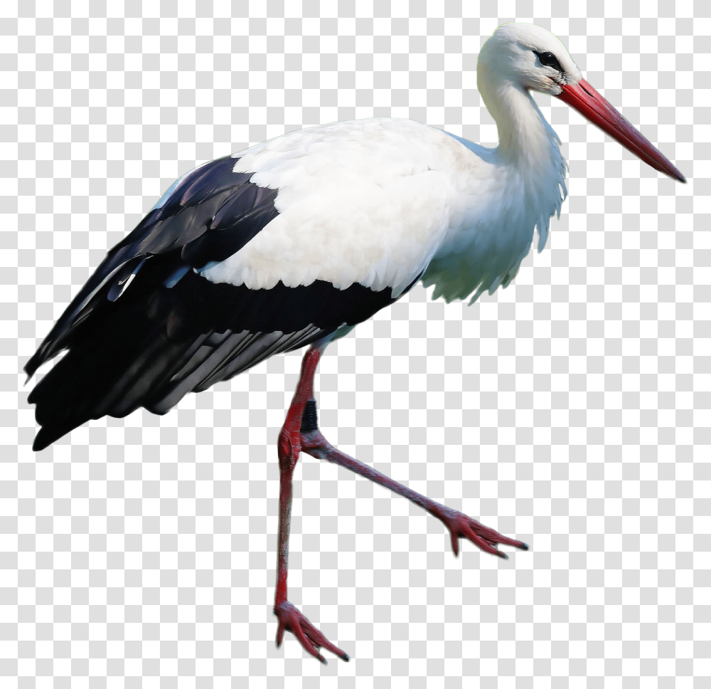 Stork Standing Image Portable Network Graphics, Bird, Animal, Waterfowl, Crane Bird Transparent Png