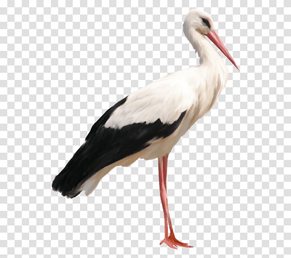 Stork Sticker, Bird, Animal, Pelican, Crane Bird Transparent Png