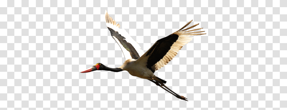 Stork Stork, Bird, Animal, Flying, Waterfowl Transparent Png
