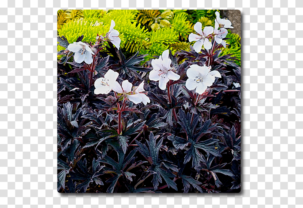 Storkenb Pratense Purple Ghost, Plant, Flower, Blossom, Geranium Transparent Png