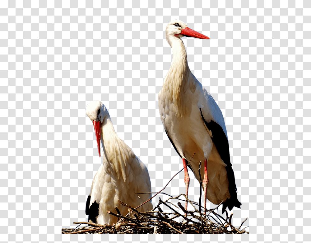 Storks 960, Animals, Bird, Waterfowl, Crane Bird Transparent Png