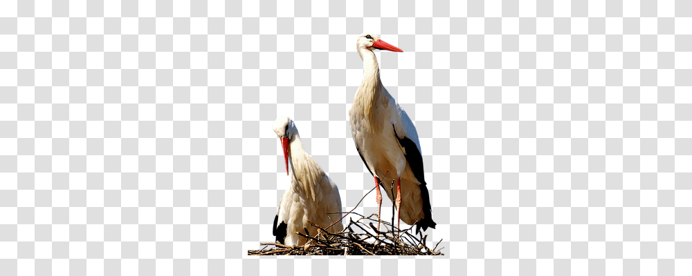 Storks Nature, Bird, Animal, Waterfowl Transparent Png