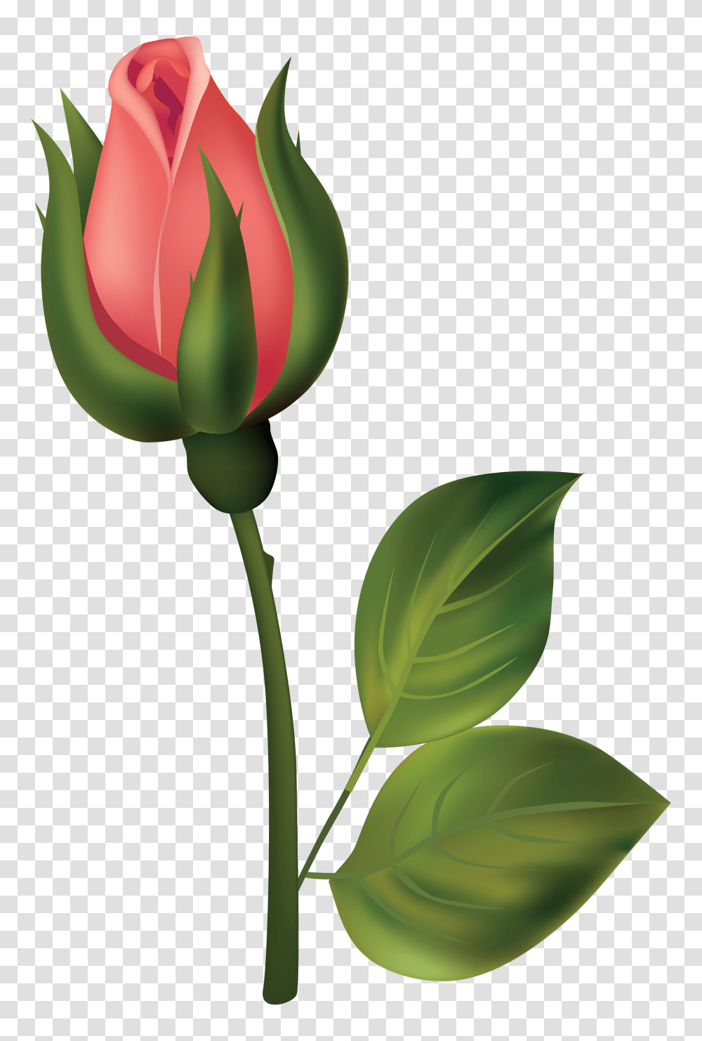 Storm Clipart Rose, Plant, Flower, Blossom, Tulip Transparent Png