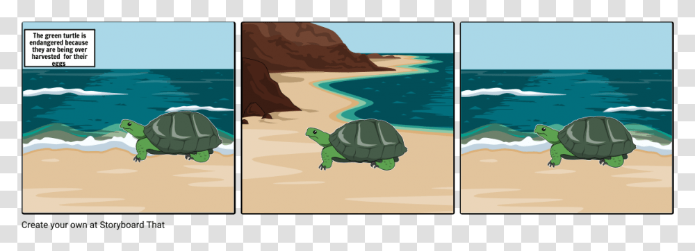 Storyboardthat Beach, Tortoise, Turtle, Reptile, Sea Life Transparent Png