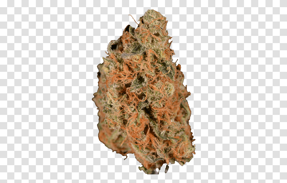 Strains - Monarch Grow Tree, Plant, Weed, Pineapple, Fruit Transparent Png