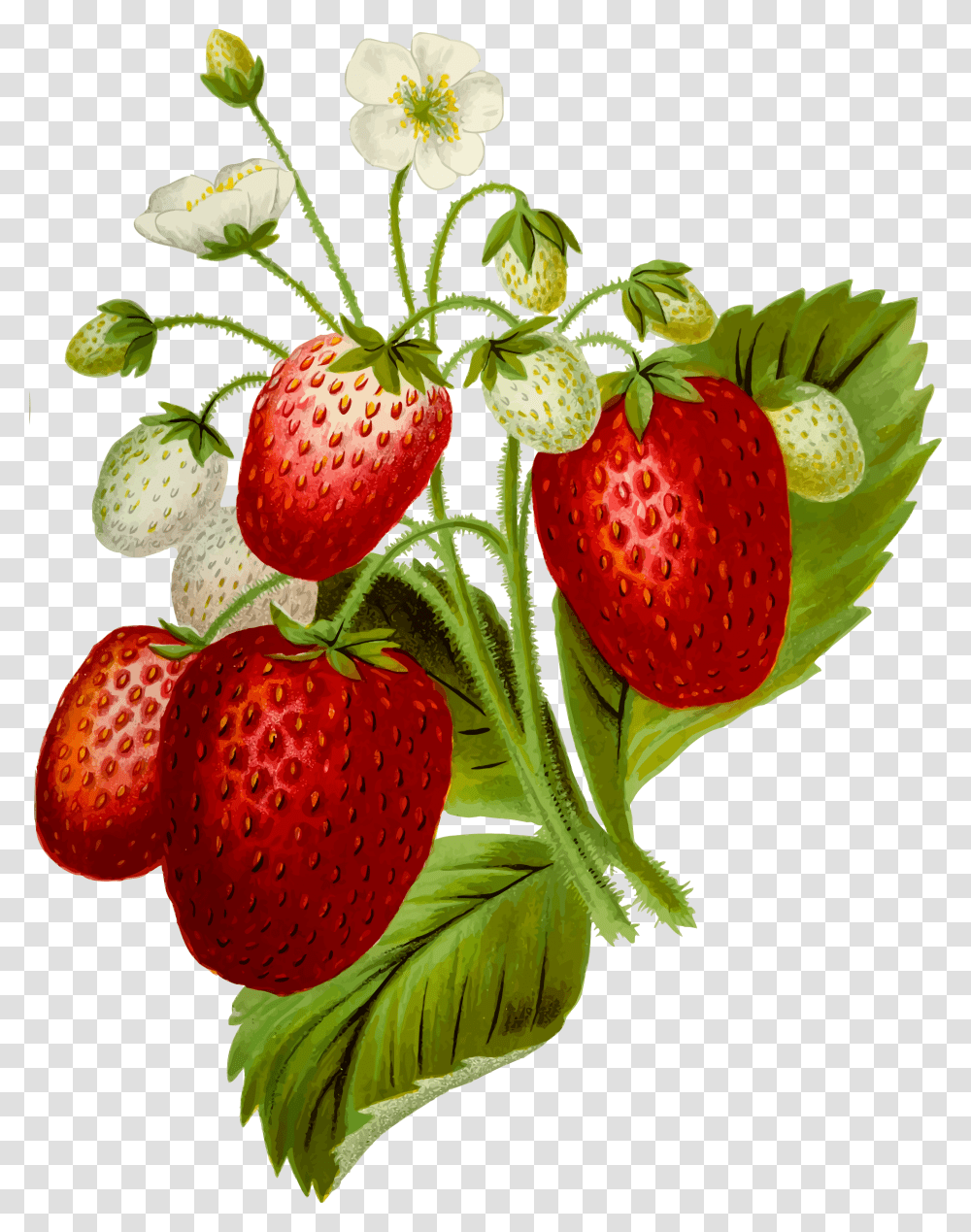 Strawberries 2 Clip Arts Clipart Strawberry Plant, Fruit, Food Transparent Png