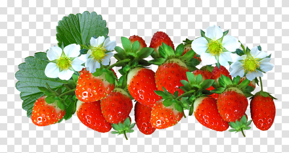 Strawberries 960, Fruit, Strawberry, Plant, Food Transparent Png