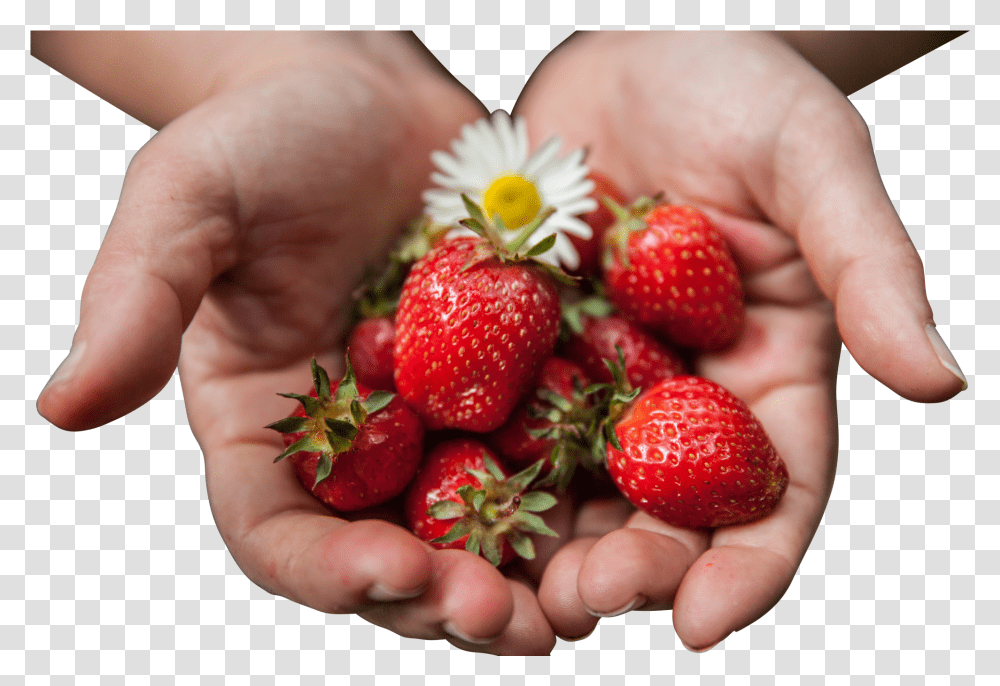 Strawberries With Flower In Palms Image For Free Download Strawberry, Fruit, Plant, Food, Person Transparent Png