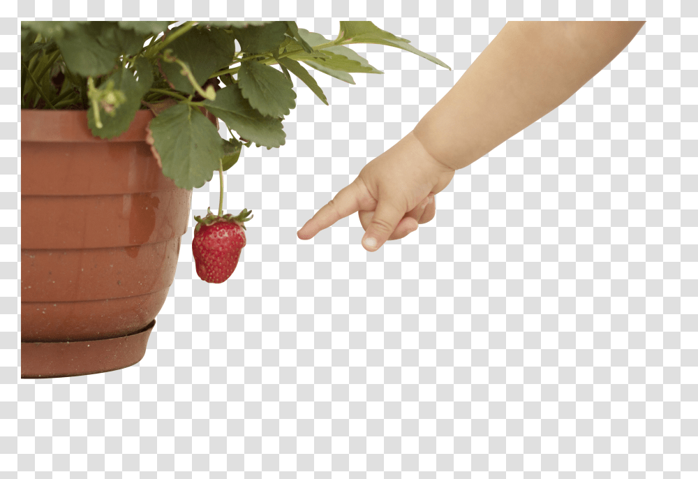 Strawberry Clip, Holiday, Person, Human, Vase Transparent Png