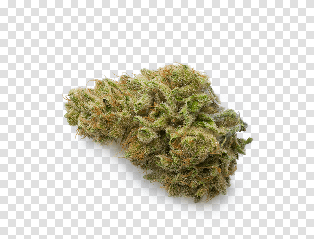 Strawberry Banana White Widow Cannabis, Plant, Moss, Weed Transparent Png