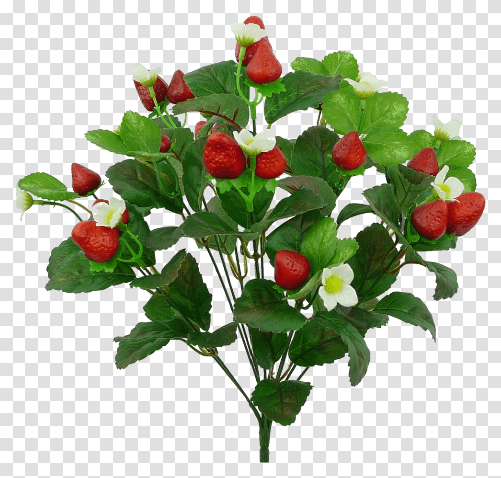 Strawberry Bush Rose, Plant, Flower, Blossom, Fruit Transparent Png