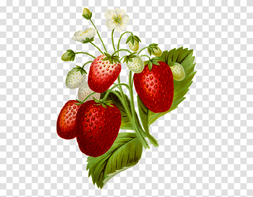 Strawberry Clipart, Fruit, Plant, Food Transparent Png