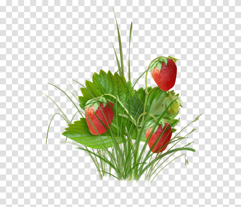 Strawberry Clipart, Plant, Fruit, Food, Leaf Transparent Png