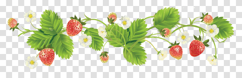 Strawberry Clipart Strawberries Plant Clipart Border, Leaf, Green, Raspberry, Fruit Transparent Png