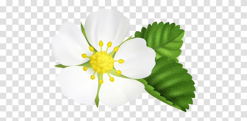 Strawberry Flower Clip Art, Plant, Blossom, Anther, Anemone Transparent Png