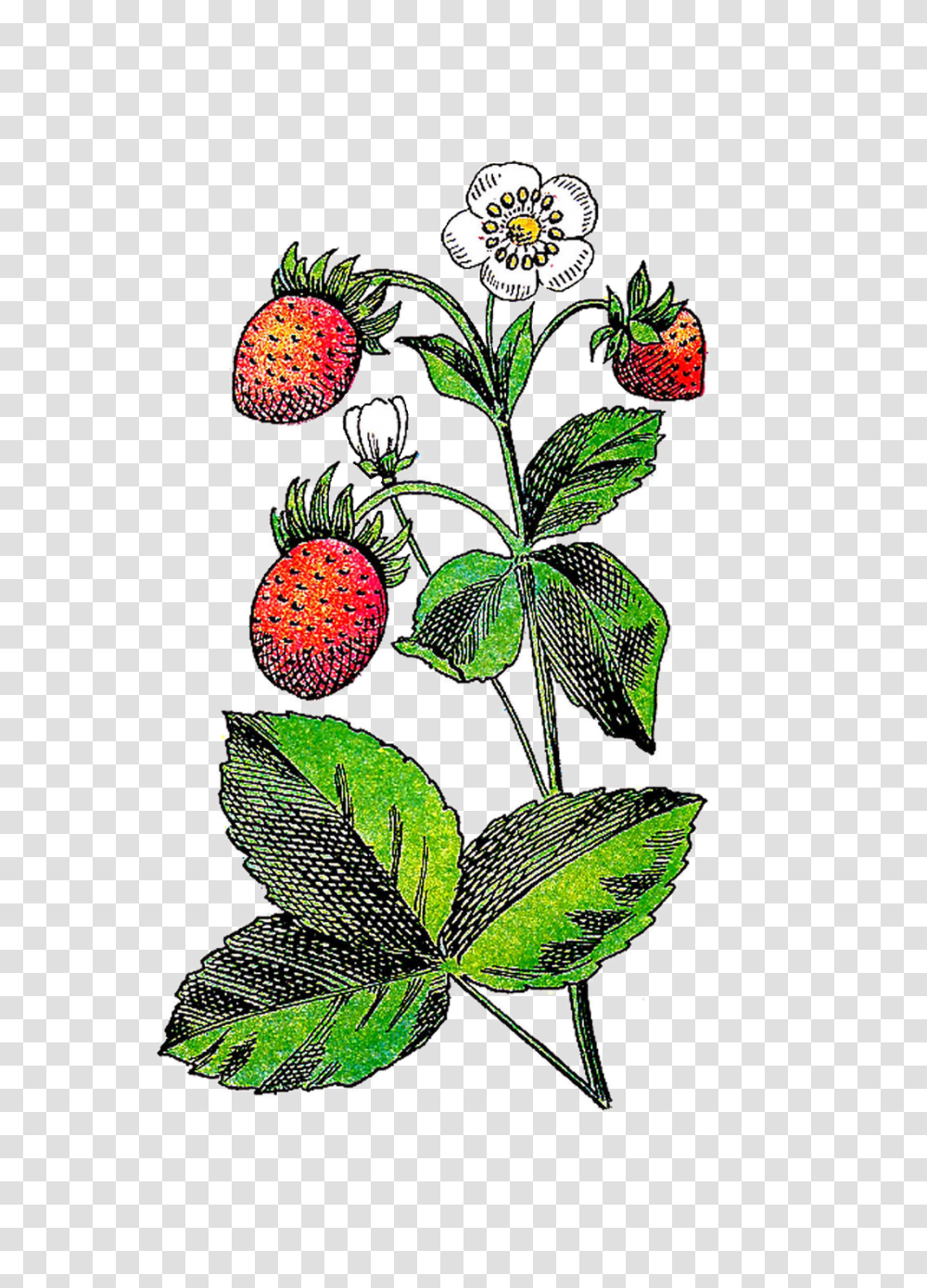 Strawberry Flower Fruit Plant Clip Art, Food, Pineapple, Bird, Animal Transparent Png