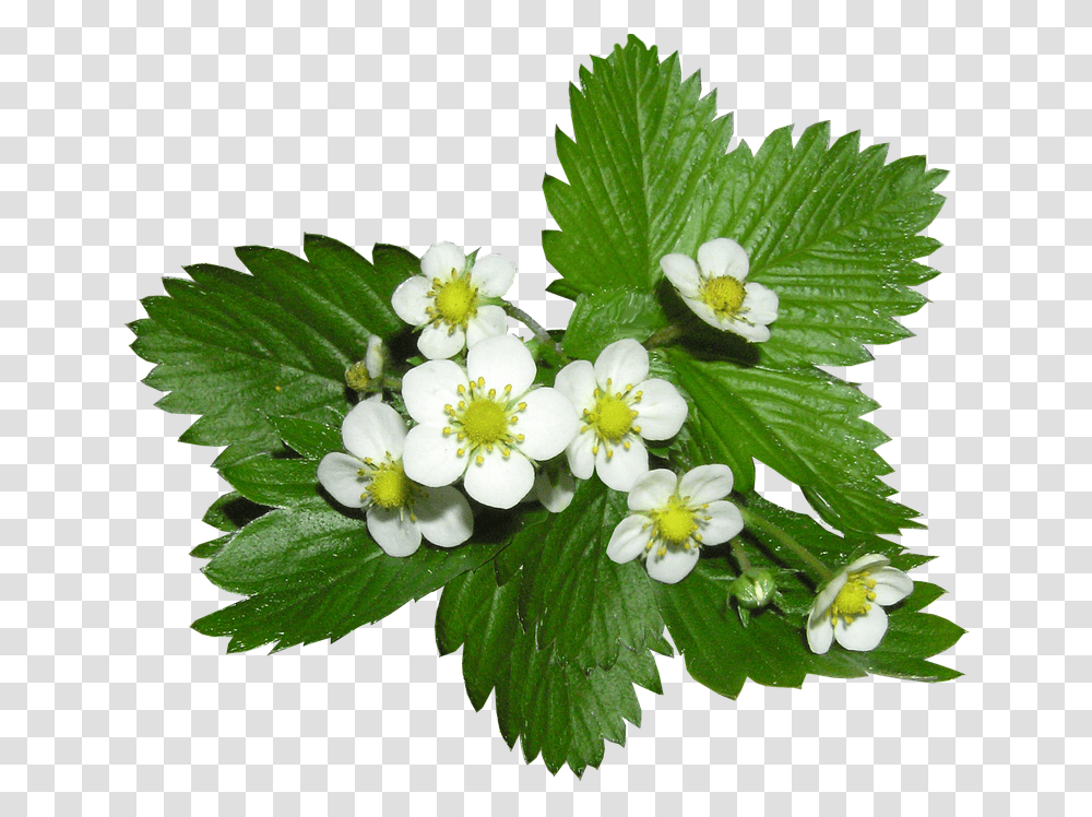 Strawberry Flowers Alpine Ground Cover Plant Strawberry Flowers, Leaf, Acanthaceae, Geranium, Tree Transparent Png