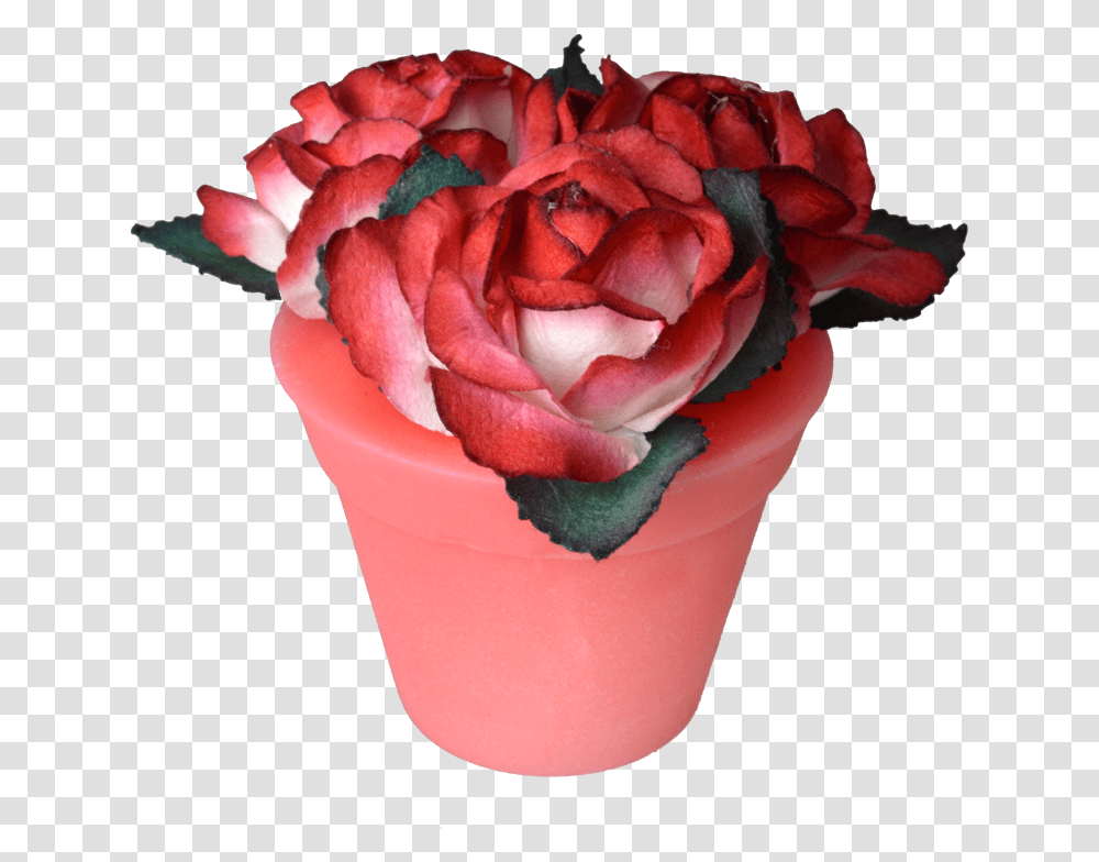 Strawberry Garden Roses, Plant, Flower, Blossom, Flower Arrangement Transparent Png