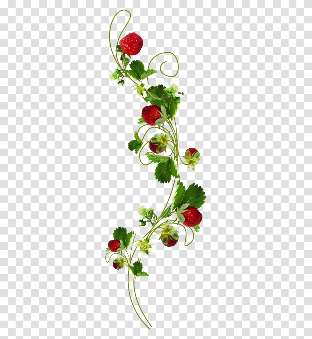 Strawberry Plant Botanical Strawberry Plant Illustration, Flower, Blossom, Geranium, Petal Transparent Png