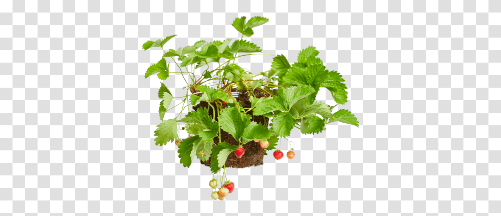 Strawberry Plant Currant, Fruit, Food, Leaf, Jar Transparent Png