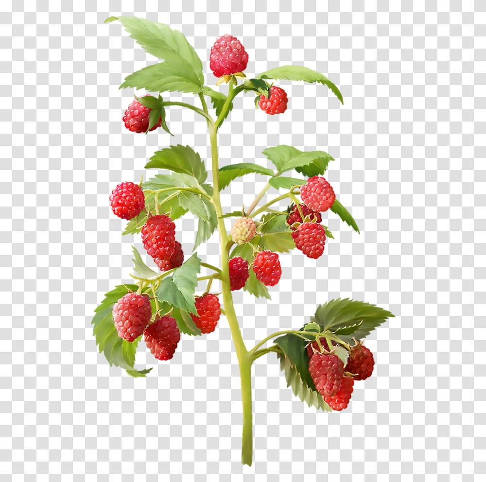 Strawberry Plant Download Raspberry Plant, Fruit, Food Transparent Png