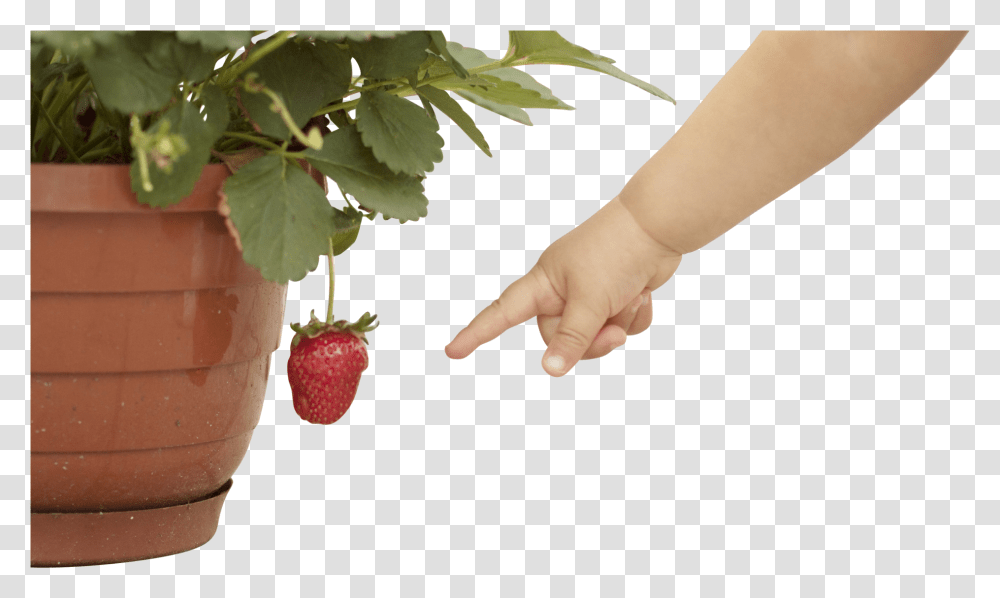 Strawberry Plant Hand Baby, Person, Human, Food, Fruit Transparent Png
