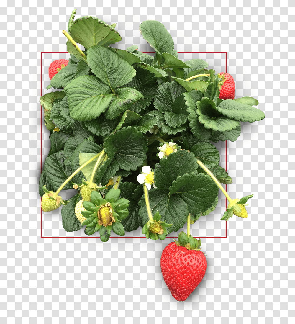 Strawberry Plant Icon Strawberry, Fruit, Food, Raspberry, Leaf Transparent Png