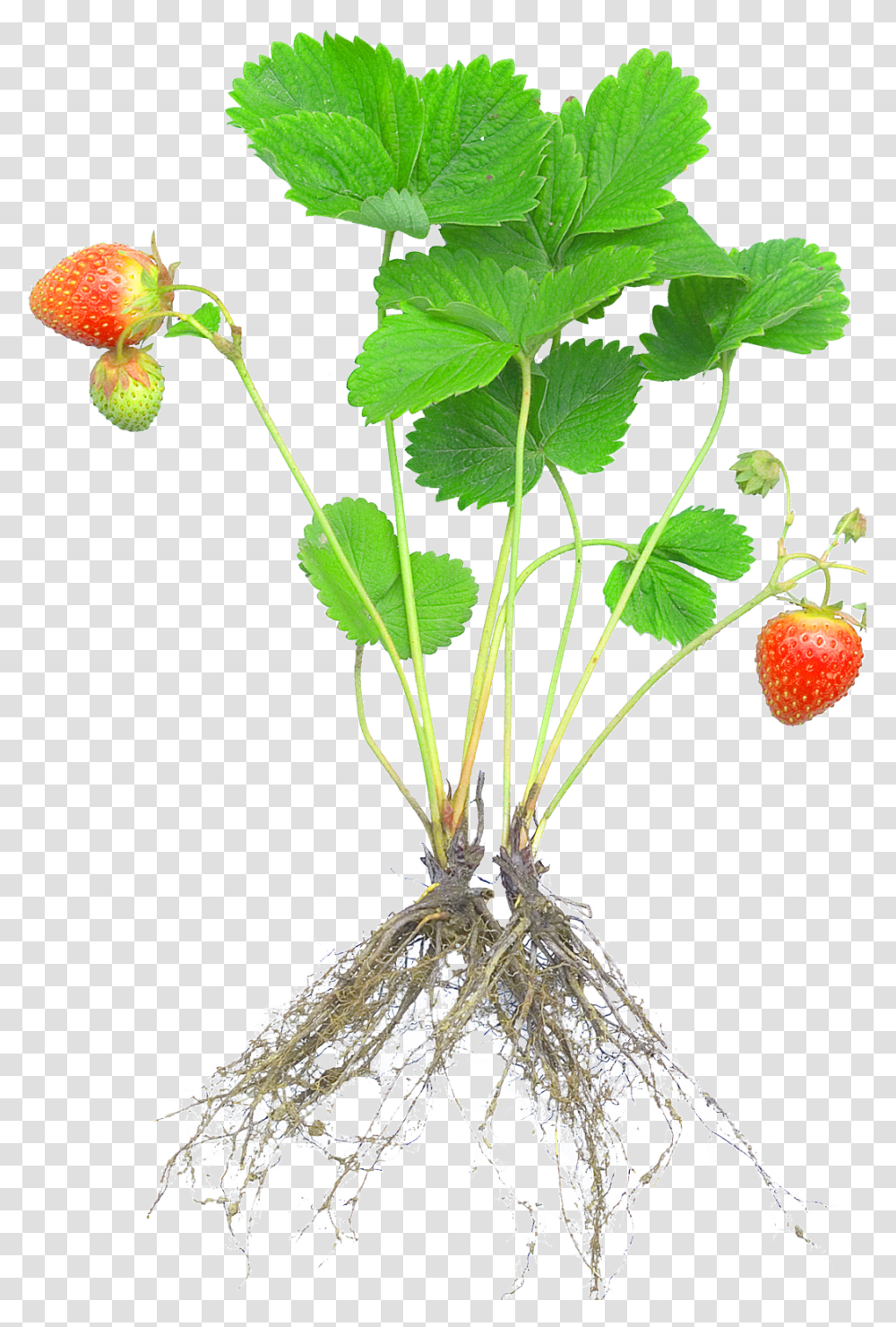 Strawberry Plants With Roots And Fruits Download, Food, Leaf, Potted Plant, Vase Transparent Png